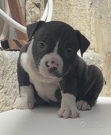 American bully