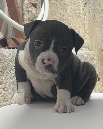 American bully