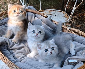 Gattini SCOTTISH golden shaded