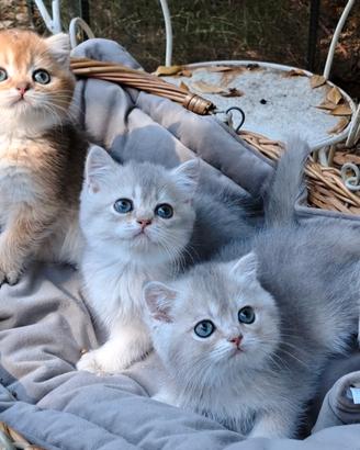 Gattini SCOTTISH golden shaded