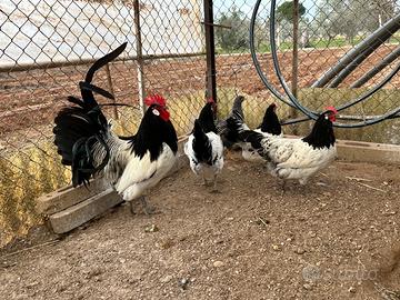 Materiale fecondo GALLI e GALLINE