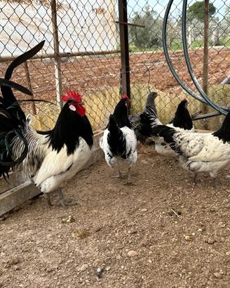 Materiale fecondo GALLI e GALLINE