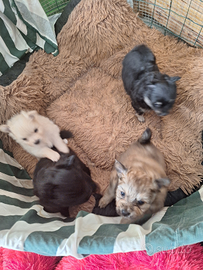 Cuccioli di volpino spitzen