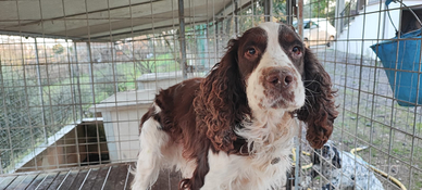 Springer Spaniel