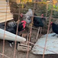 Gruppo di australorp