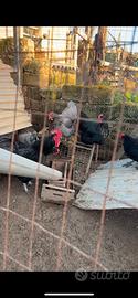 Gruppo di australorp