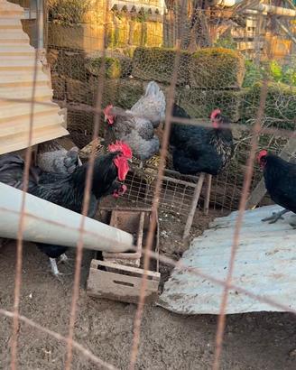 Gruppo di australorp