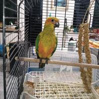 Pullo di conuro del sole