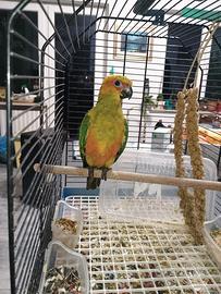 Pullo di conuro del sole