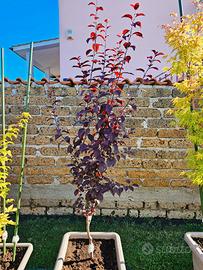 Prunus cerasifera pissardii Anguillara Sabazia