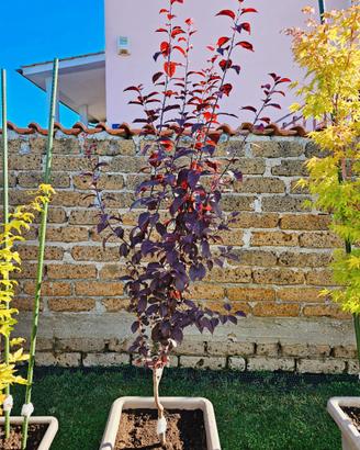 Prunus cerasifera pissardii Anguillara Sabazia