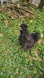 Gallo giovane 5 mesi