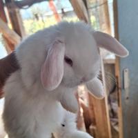 Coniglietto nano ariete