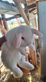 Coniglietto nano ariete