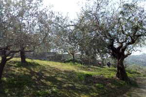 Terreno Edificabile zona Pescara Colli