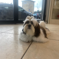 Cuccioli shih-tzu