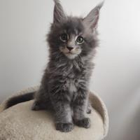 Cuccioli Maine Coon