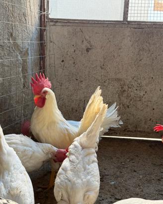 Galline Livornesi