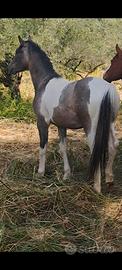 Cavallo paint