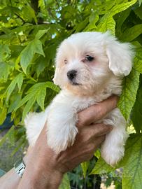Cucciolo di maltese maschio