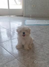 Maltese cucciolo