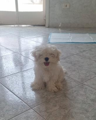 Maltese cucciolo