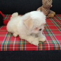 Cuccioli di maltese