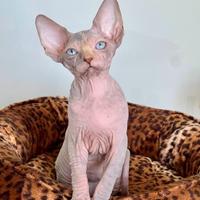 Sphynx cuccioli