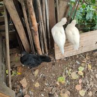 Galline incroci marans. Faverolles puri