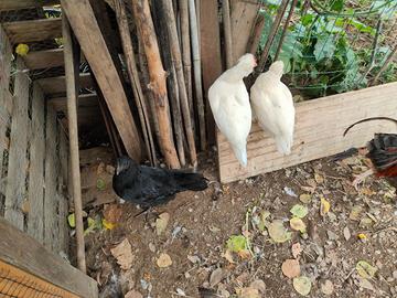 Galline incroci marans. Faverolles puri