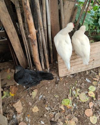 Galline incroci marans. Faverolles puri