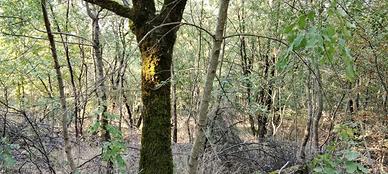 Terreno a Scansano - Maremma Toscana - 3,5 ettari