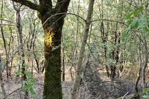 Terreno a Scansano - Maremma Toscana - 3,5 ettari
