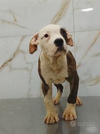 Cuccioli bully xl