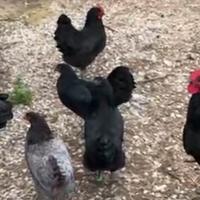 Galli e galline di razza