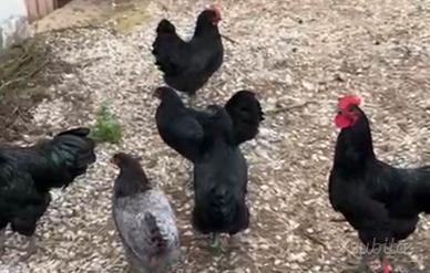 Galli e galline di razza