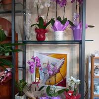 Negozio di fiori e piante