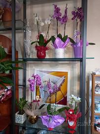 Negozio di fiori e piante