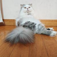 Gatto Persiano Cincillà per accoppiamento