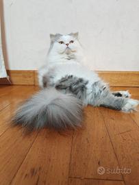 Gatto Persiano Cincillà per accoppiamento