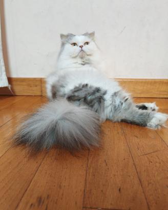Gatto Persiano Cincillà per accoppiamento
