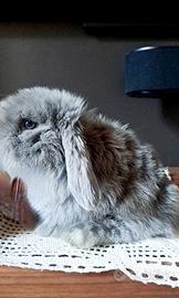 Coniglio ariete nano minilop in purezza