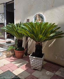 coppia ci cycas