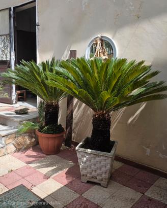 coppia ci cycas