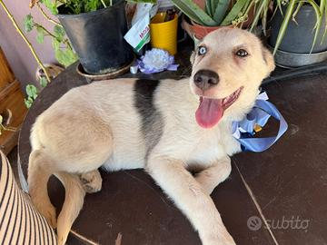 Innamoratevi di noi ??