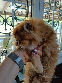 Gatto persiano