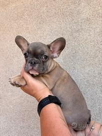 Bulldog francese