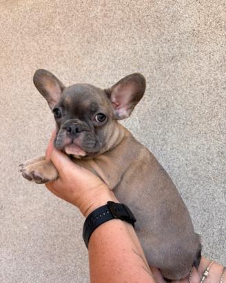 Bulldog francese