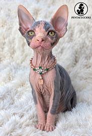 Gatto nudo (Sphynx) cucciolo, 3 mesi