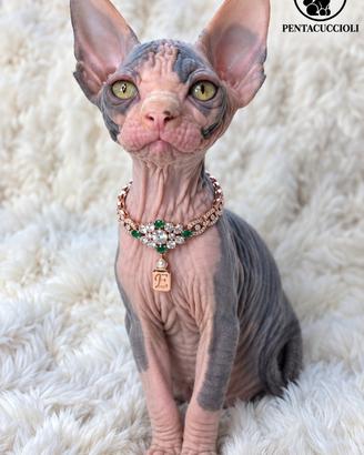 Gatto nudo (Sphynx) cucciolo, 3 mesi